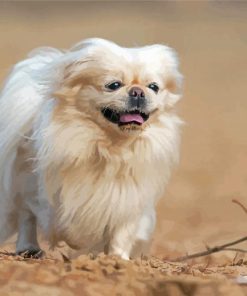 White Pekingese Dog Paint By Numbers