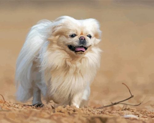 White Pekingese Dog Paint By Numbers