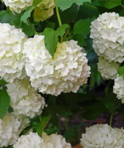 White Hydrangea Flowering Plants Paint By Numbers