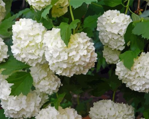 White Hydrangea Flowering Plants Paint By Numbers