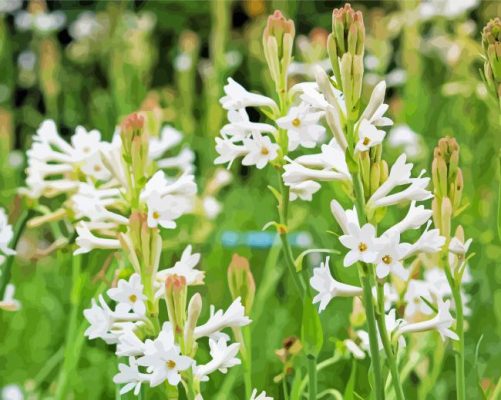 White Tuberose Flowers Paint By Numbers