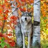Wild Wolf Among Birches Paint By Numbers