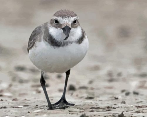 Wrybill Or Ngutuparore Bird Paint By Numbers