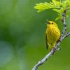 Yellow Warbler On Stick Paint By Numbers