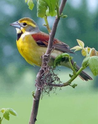 Aesthetic Dickcissel Paint By Numbers