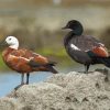 Aesthetic Paradise Shelduck Paint By Numbers