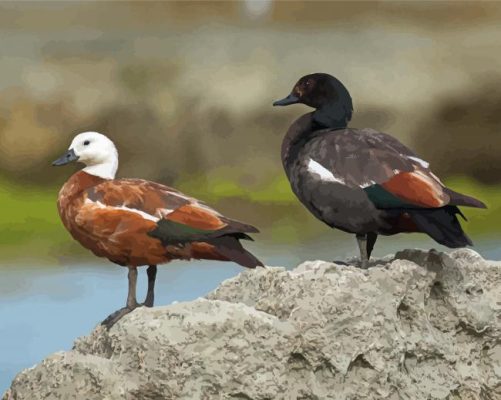 Aesthetic Paradise Shelduck Paint By Numbers