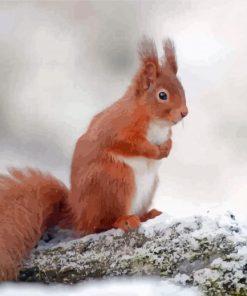 Aesthetic Red Squirrel On A Branch Paint By Numbers