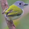 Aesthetic Tyrant Flycatchers Paint By Numbers