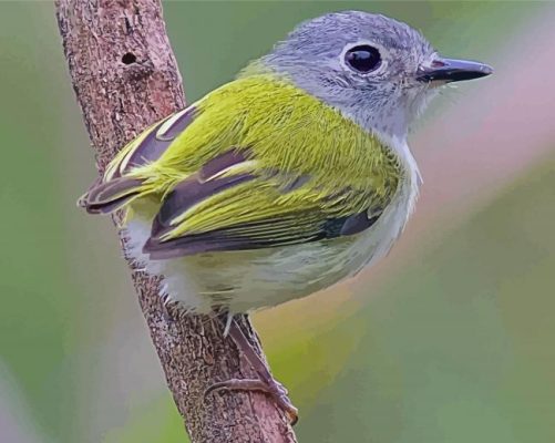 Aesthetic Tyrant Flycatchers Paint By Numbers