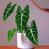 Aesthetic Alocasia Frydek Paint By Numbers