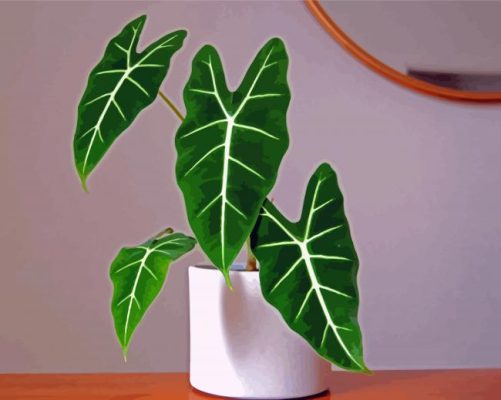 Aesthetic Alocasia Frydek Paint By Numbers