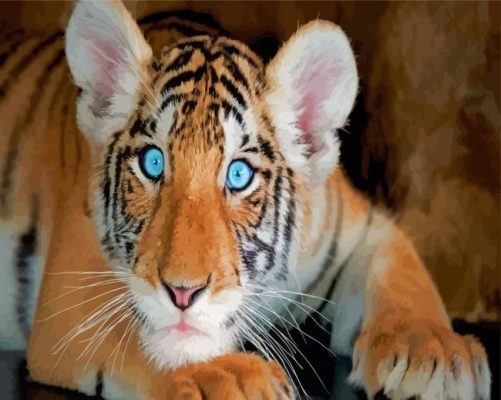 Baby Blue Eyes Tiger Paint By Numbers