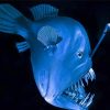 Blue Angelfish Paint By Numbers