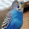 Blue Parakeet Bird Paint By Numbers