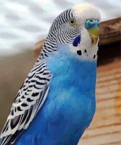 Blue Parakeet Bird Paint By Numbers