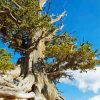 Bristlecone Pine Old Tree Paint By Numbers