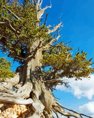 Bristlecone Pine Old Tree Paint By Numbers