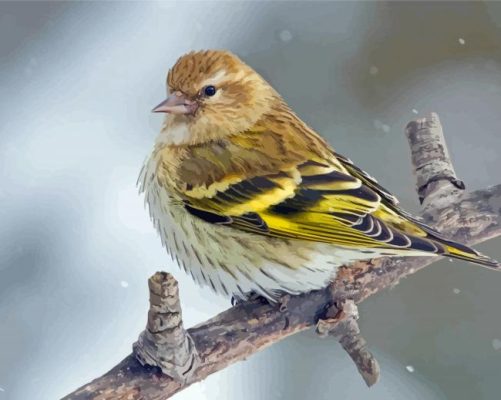 Cool Eurasian Siskin Bird Paint By Numbers