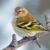 Cool Eurasian Siskin Paint By Numbers