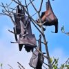 Giant Golden Crowned Flying Foxes Paint By Numbers