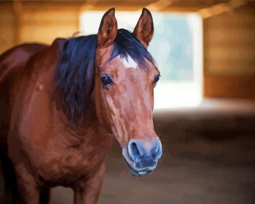 Old Brown Horse In A Barn Farm Paint By Numbers