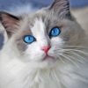 Ragdoll Cat Paint By Numbers