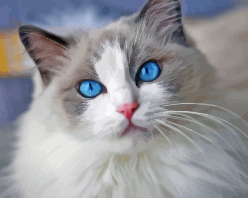 Ragdoll Cat Paint By Numbers