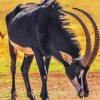 Sable Antelope Paint By Numbers