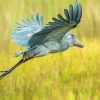 Shoebill In A Flight Paint By Numbers