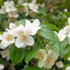 White Blossom Orange Flowers Paint By Numbers