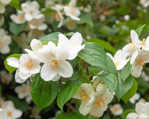 White Blossom Orange Flowers Paint By Numbers