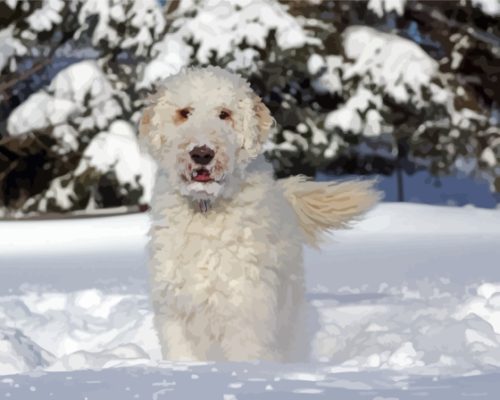 White Golden Doodle Dog In Snow Paint By Numbers