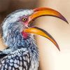Yellow Billed Hornbill African Bird Paint By Numbers