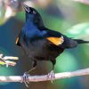 Yellow Winged Blackbird On Stick Paint By Numbers