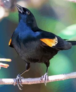 Yellow Winged Blackbird On Stick Paint By Numbers