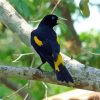 Yellow Winged Blackbird On Tree Branch Paint By Numbers