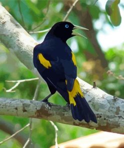 Yellow Winged Blackbird On Tree Branch Paint By Numbers