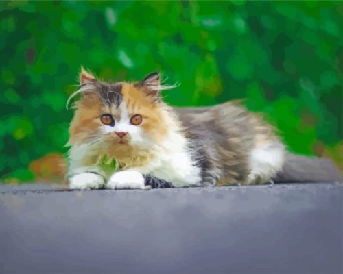 Young Persian Cat Paint By Numbers