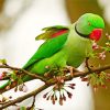 Aesthetic Alexandrine Parrot Paint By Numbers