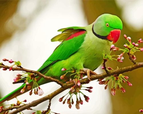 Aesthetic Alexandrine Parrot Paint By Numbers