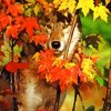 Autumn Wolf Paint By Numbers