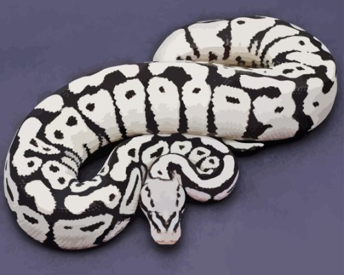 Ball Python Black And White Snake Paint By Numbers