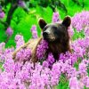 Bear Flower Field Paint By Numbers