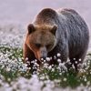 Bear In Flower Field Paint By Numbers