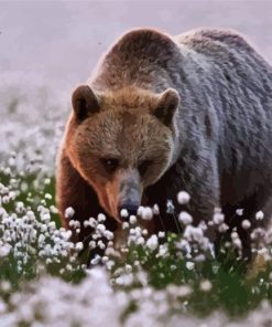 Bear In Flower Field Paint By Numbers