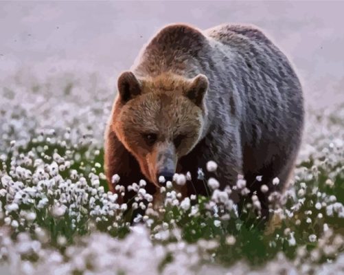 Bear In Flower Field Paint By Numbers