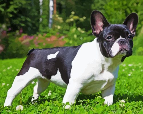 Black And White French Bulldog Paint By Numbers