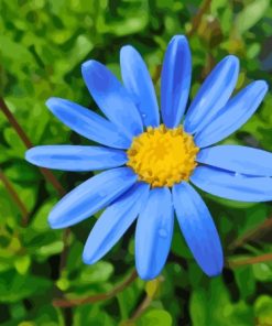 Blue Daisies Paint By Numbers