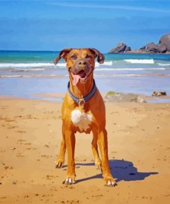 Boxer Dog on The Beach Paint By Numbers